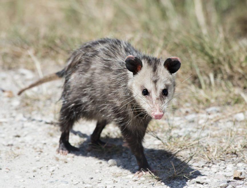 Opossum