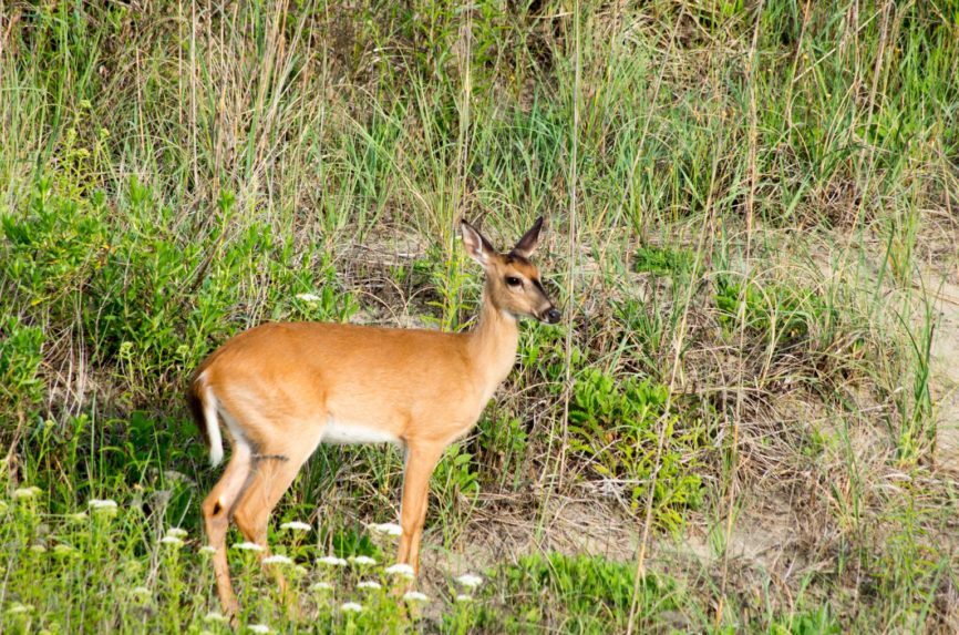 white tailed deer