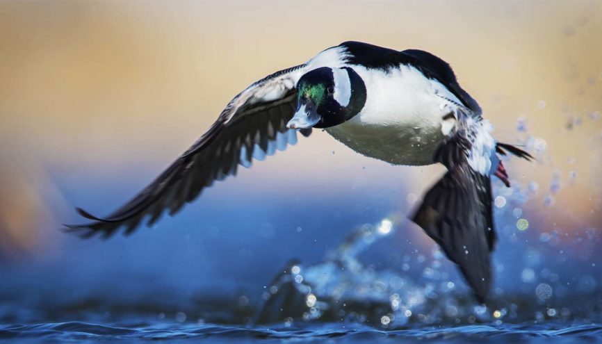 Bufflehead Duck