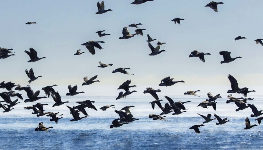 flock of migrating Canada Geese