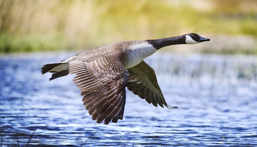 Canada Goose