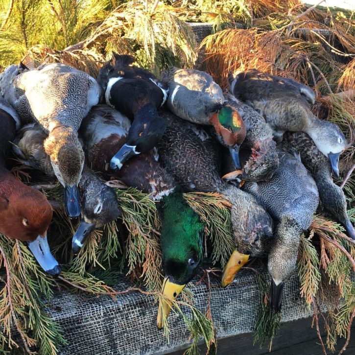 Duck Hunting Currituck Sound