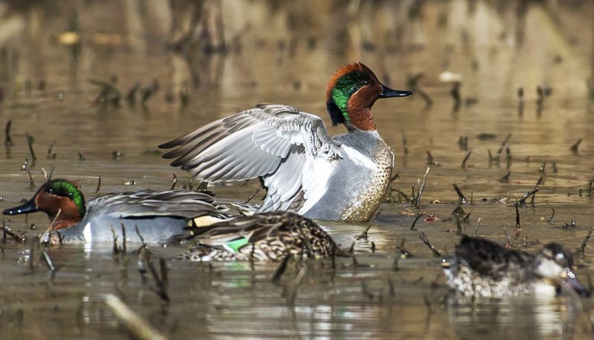 Green-Winged Teal Ducks
