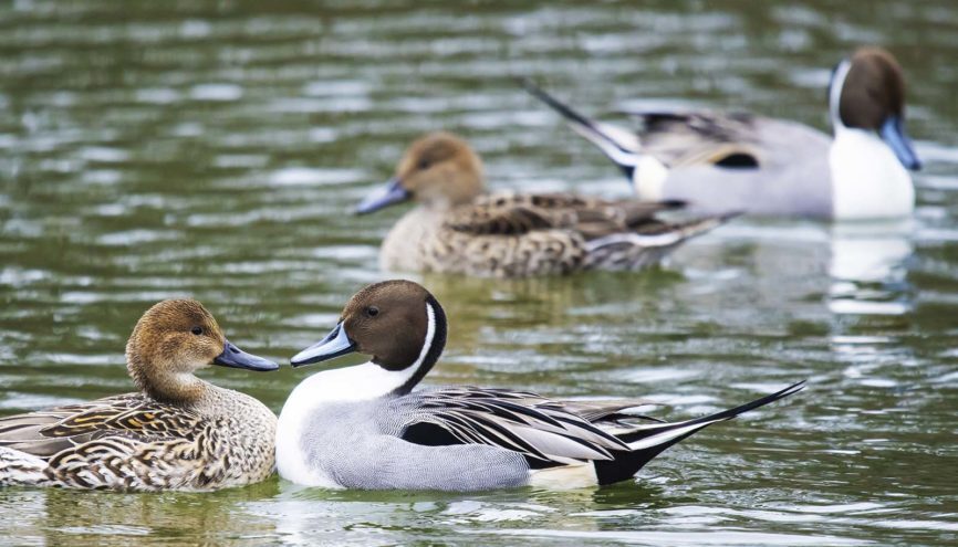 Northern Pintail Ducks