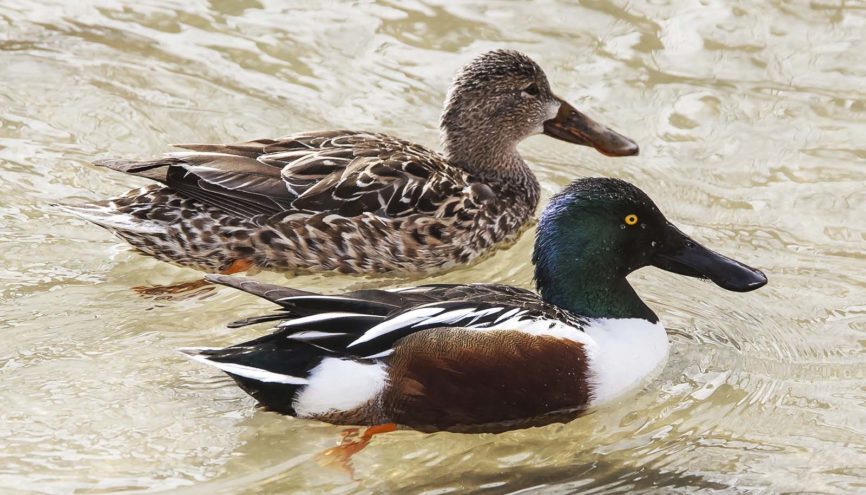 Northern Shoveler Ducks