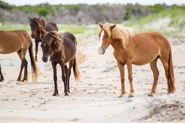 Corolla Horses Matt Lusk