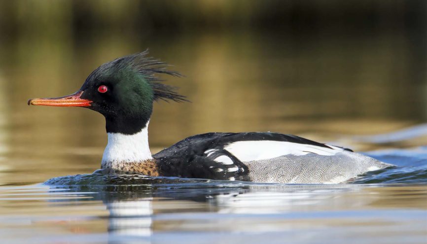Red-Breasted Merganser