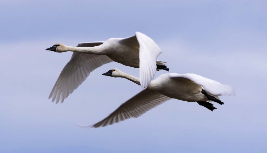 Tundra Swans