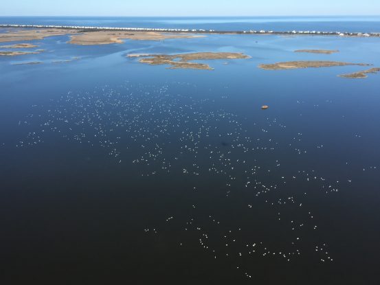 Currituck Sound Waterfowl