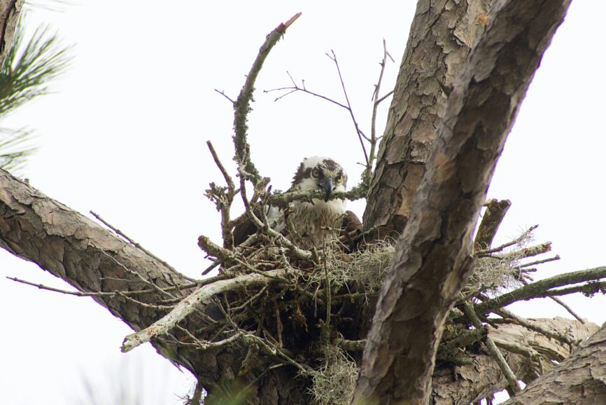 Ospreys Outer Banks Bird