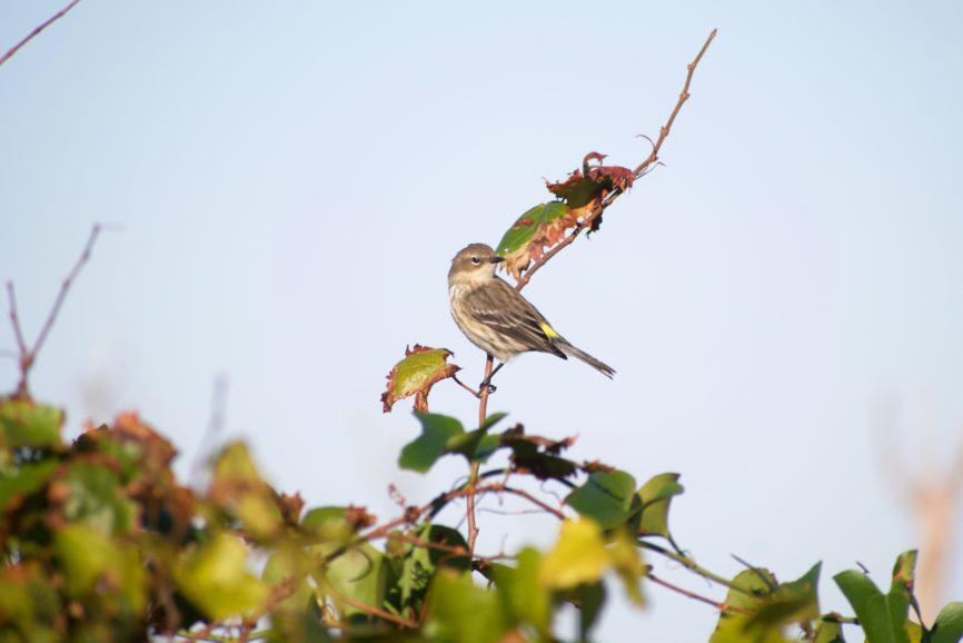 Yellow-Rumped Warbler Pea Island Outer Banks