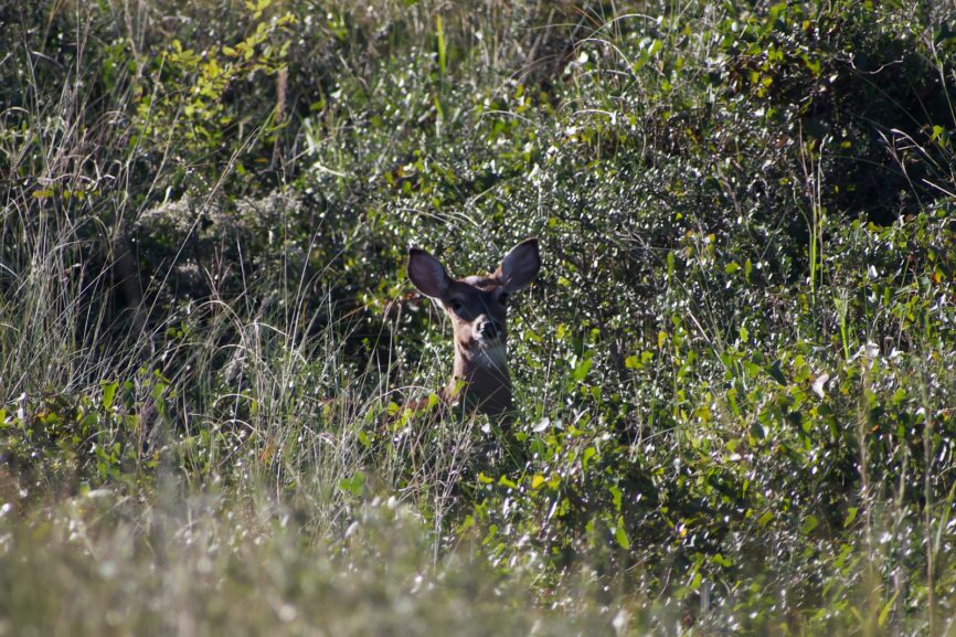 Pea Island Outer Banks Deer