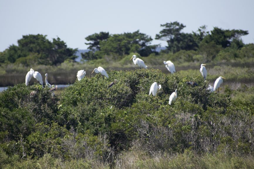 Pea Island Rookery