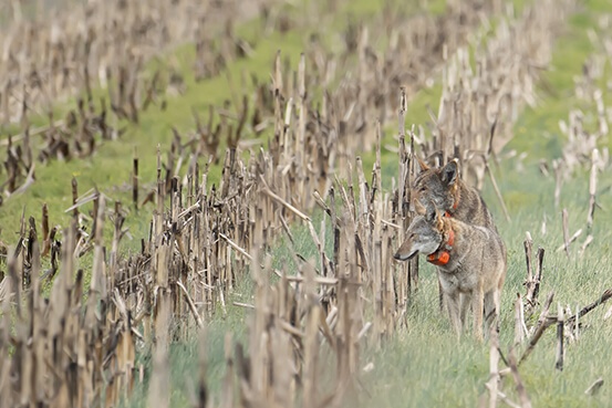 Outer Banks red wolves photo by Cassia Rivera